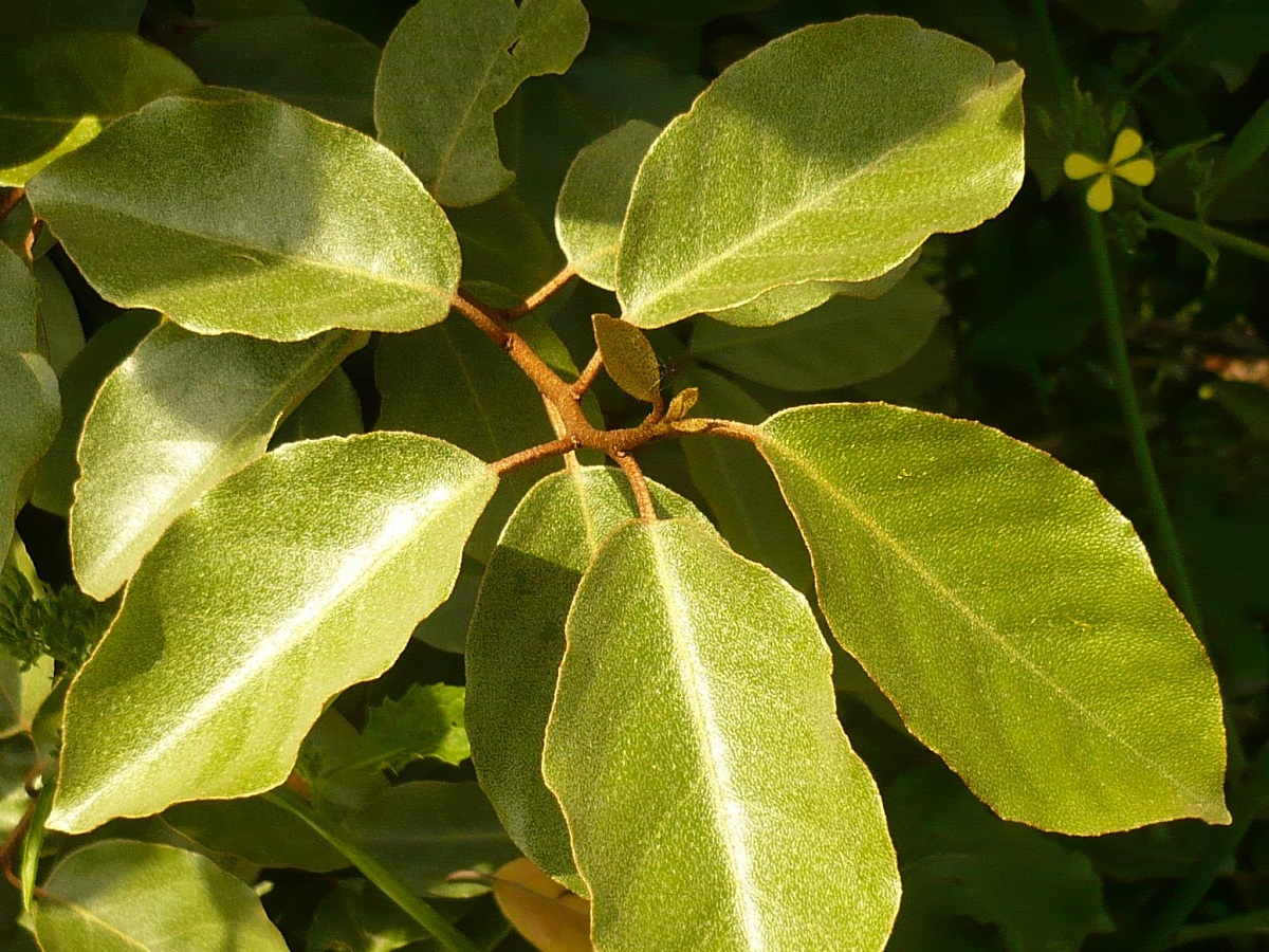 Elaeagnus x submacrophylla (Elaeagnaceae)